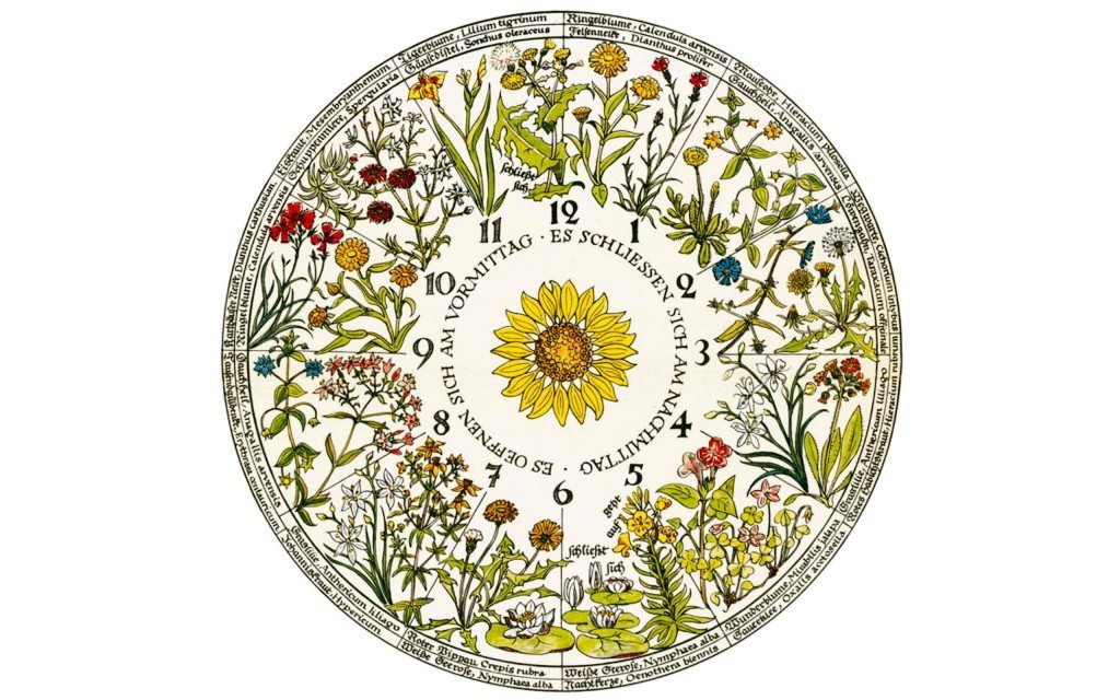 An-hourglass-of-scents---FRONT-PIC-(L'Horloge-Végétale-de-Car-von-Linné)