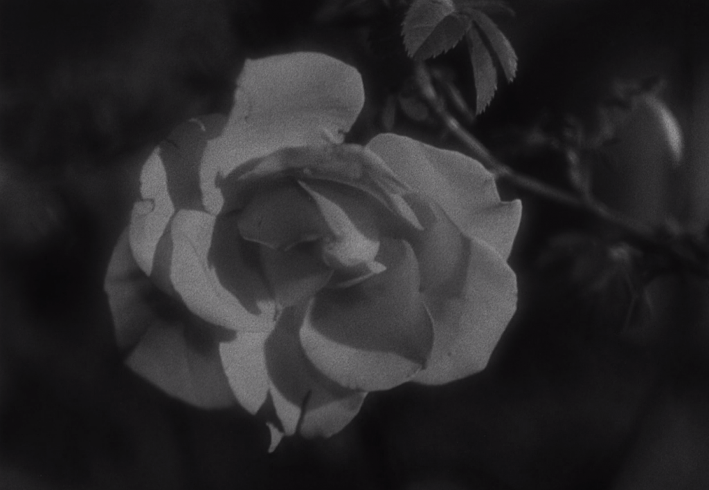 La rose, dans La Belle et la Bête de jean Cocteau, sorti en salles en 1946.