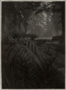 Josef Sudek, Le jardin royal, vers 1940–1946
procédé pigmentaire au papier charbon
16,1 × 11,7 cm
Musée des beaux-arts du Canada, Ottawa
Don anonyme, 2010
©Succession de Josef Sudek
