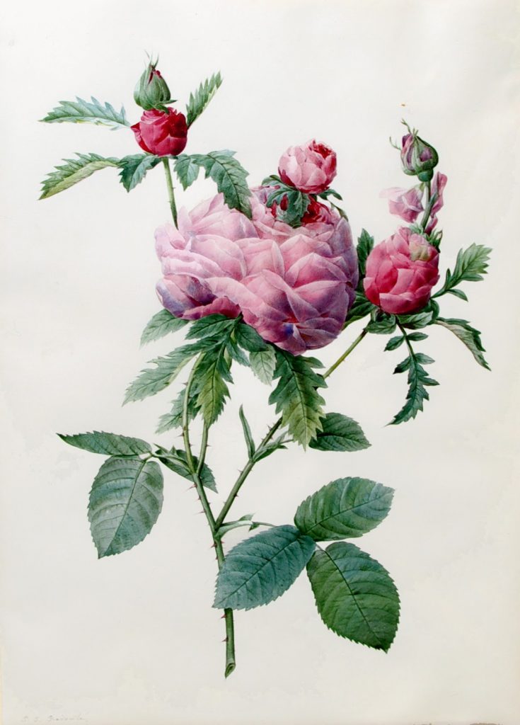 Rosa Centifolia Prolifera Foliacea, Pierre-Joseph Redouté (1759-1840)