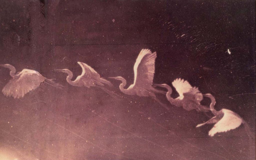 Etienne-Jules Marey (1830-1904) - chronophotographie d'un vol de héron